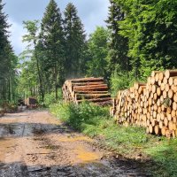 L'exploitation forestière